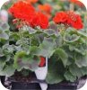 Pelargonia Rosebud  Linda 6 sztuk